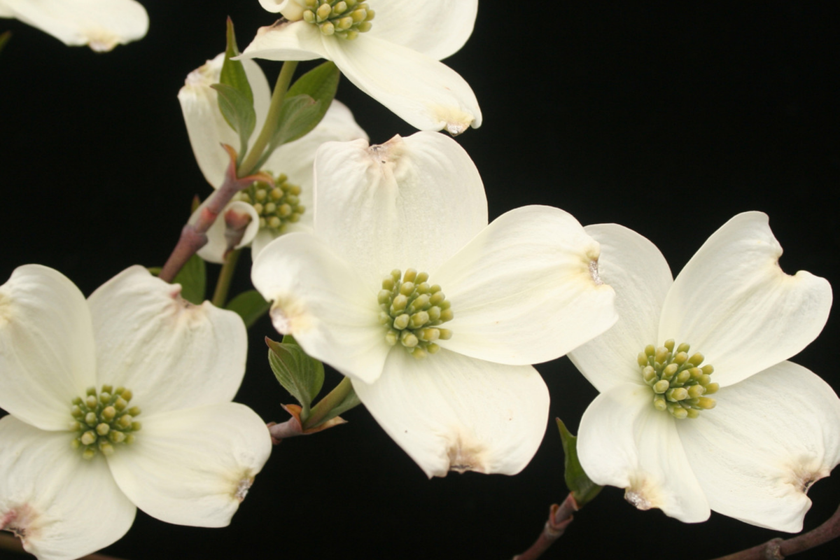 Flowering Dogwood Tree - 2-3 Feet Live Bare Root Plant - Cornus florida - White or Pink Flowers - Zones 5-9