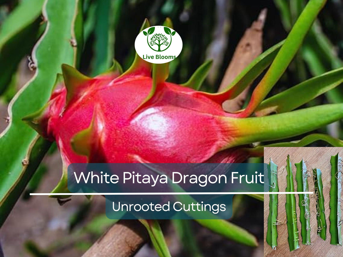 5 Unrooted Dragonfruit Cuttings, 10" White Pitaya (Hylocereus), Fresh Edible Cactus for Home Gardening & Planting