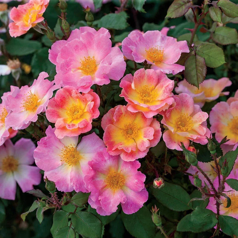 Super Rare Home Run Rose Cuttings - 3 Unrooted Coral-Orange Floribunda Cuttings | Rosa ‘Home Run’