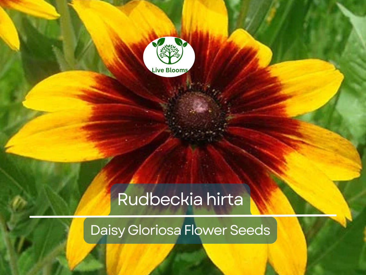 300 Seeds Daisy Gloriosa - Yellow Wildflower, Perennial, Pollinator-Friendly, Drought Tolerant, Rudbeckia hirta - Non-GMO
