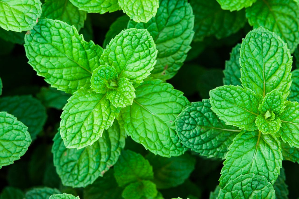 Heirloom Peppermint Seeds | Non-GMO Herb Garden Seeds | Mentha × piperita | Perennial Mint Variety