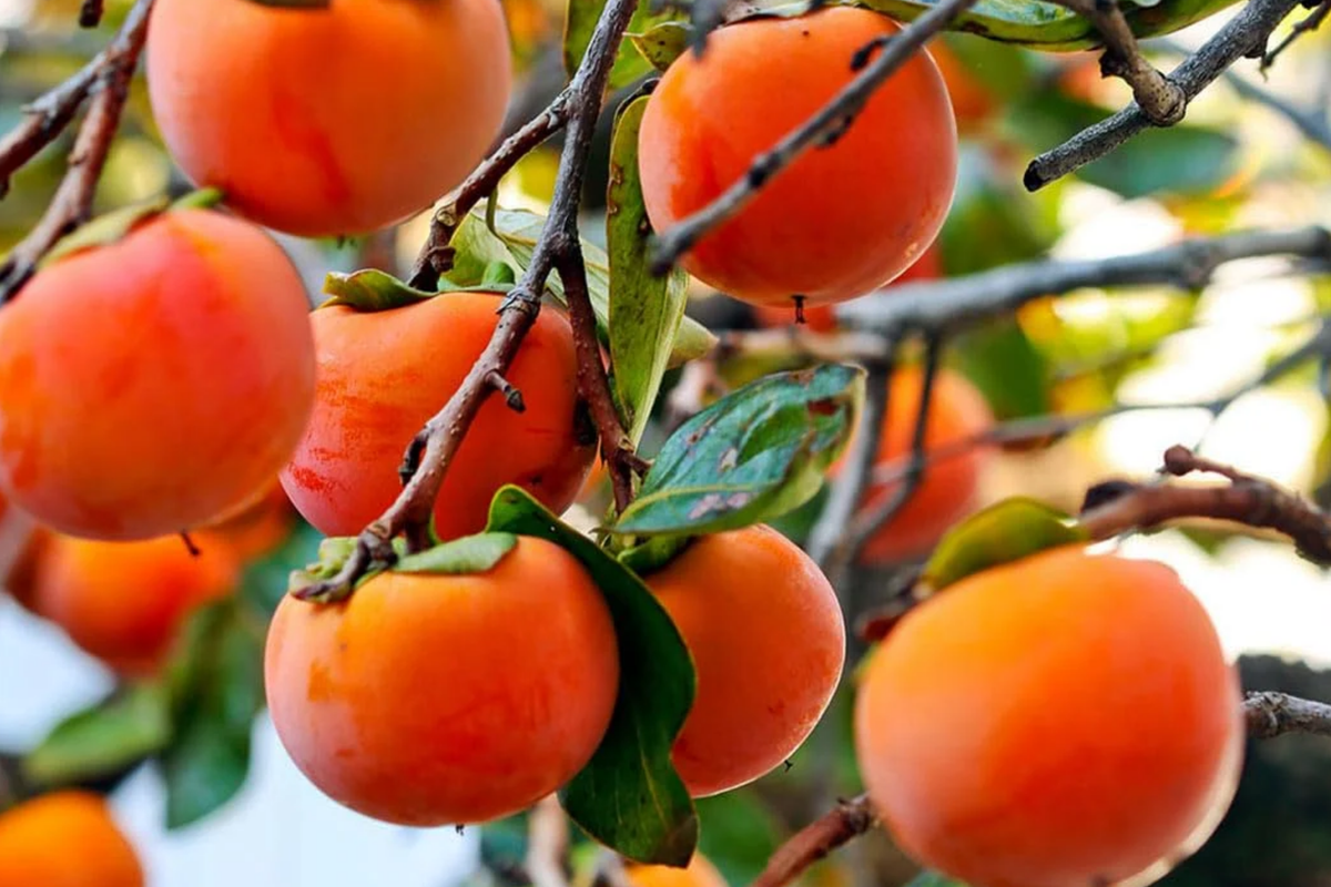 5 Unrooted Cuttings Japanese Fuyu Persimmon Diospyros kaki Sweet Fruit Tree Easy to Grow Edible Landscaping