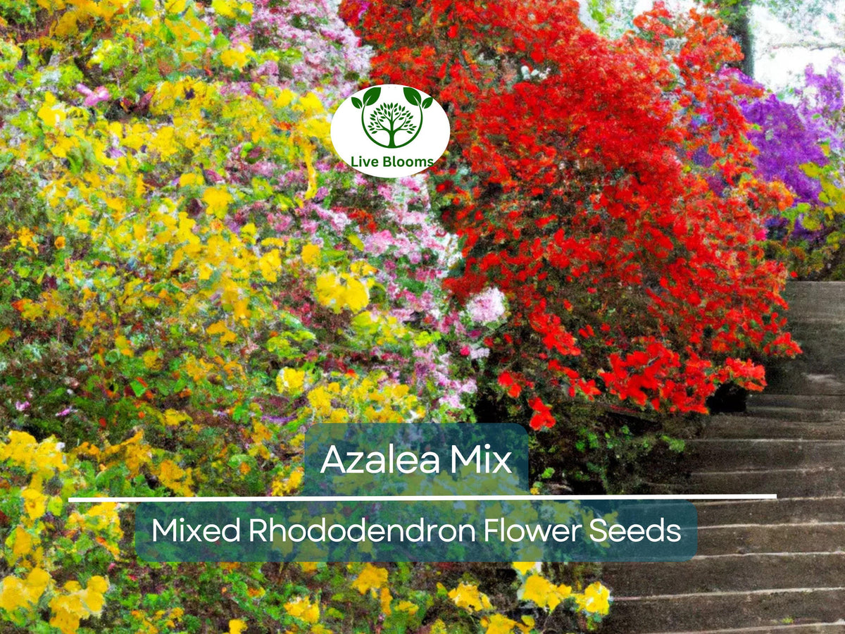 50 Azalea Seeds Mix - Mixed Rhododendron Flower Colors - Hardy Perennial Shrub for Gardens & Landscapes - Colorful Blooms