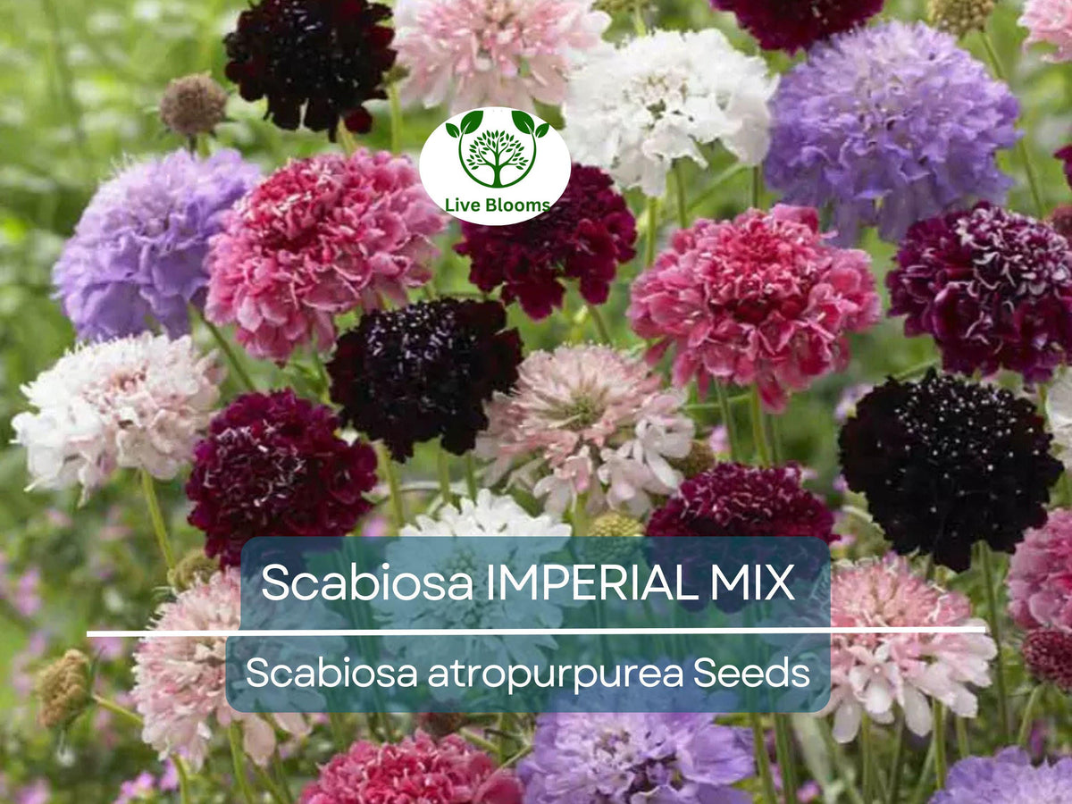 200 Seeds Scabiosa IMPERIAL MIX - Tall Double Pincushion Flower, Non-GMO, Scabiosa atropurpurea, Perfect for Cut Flowers