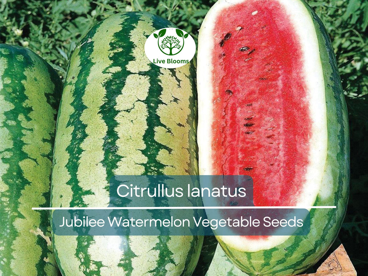 1000 mg Jubilee Watermelon Seeds | Citrullus lanatus Heirloom | Sweet Juicy Variety for Home Garden, High Yield, Summer Harvest