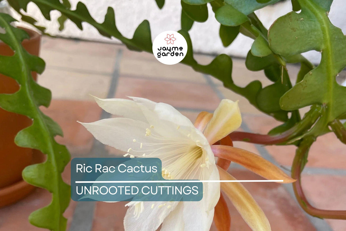 Christmas Cactus Starter Plant - Miss Shimano - Schlumbergera Truncata - Well-Rooted Indoor Cactus for Holiday Decor
