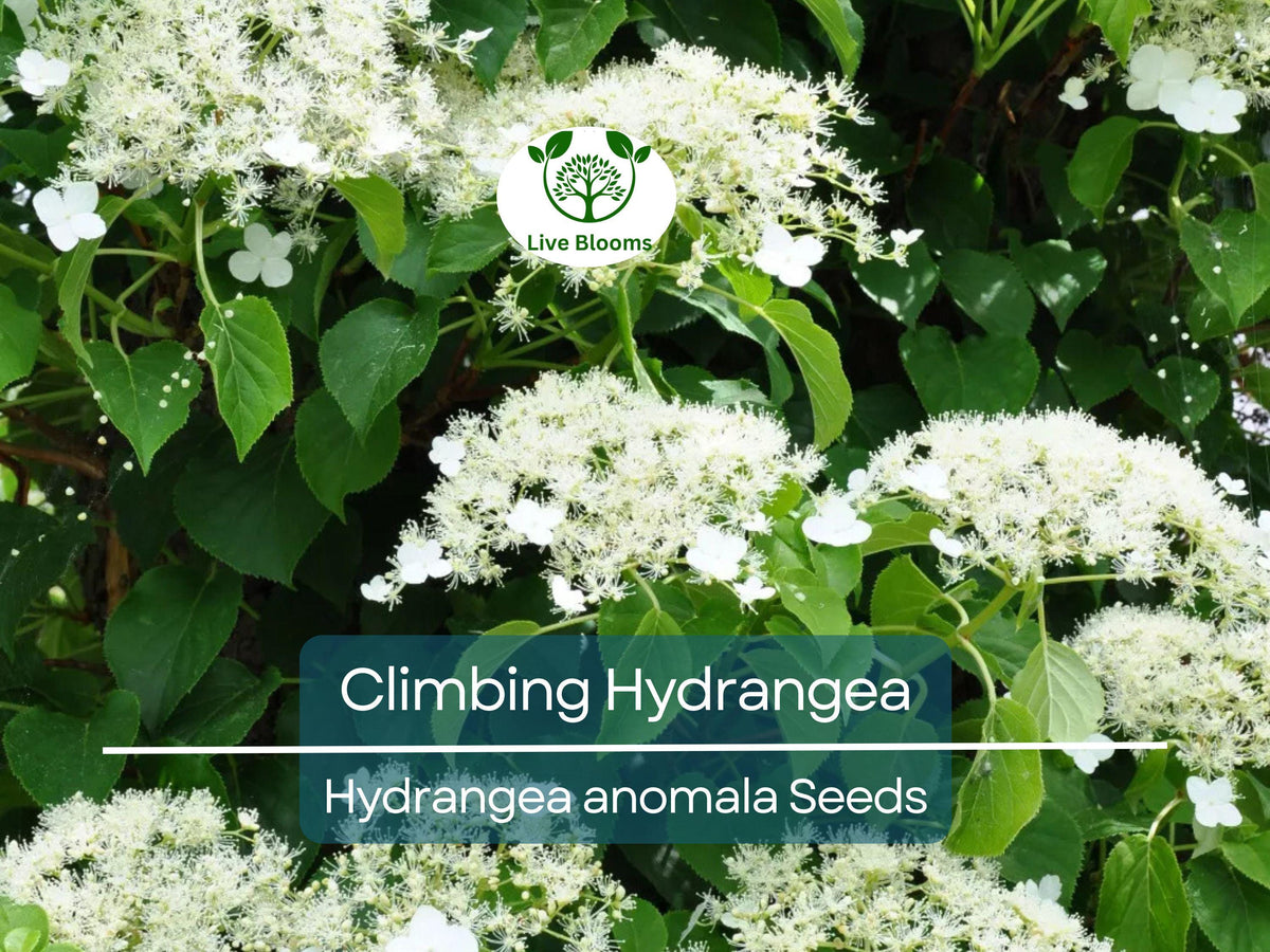 50 Climbing Hydrangea Seeds, Vining Flower Bush, Hardy Evergreen, Hydrangea anomala, Ideal for Fences & Landscaping