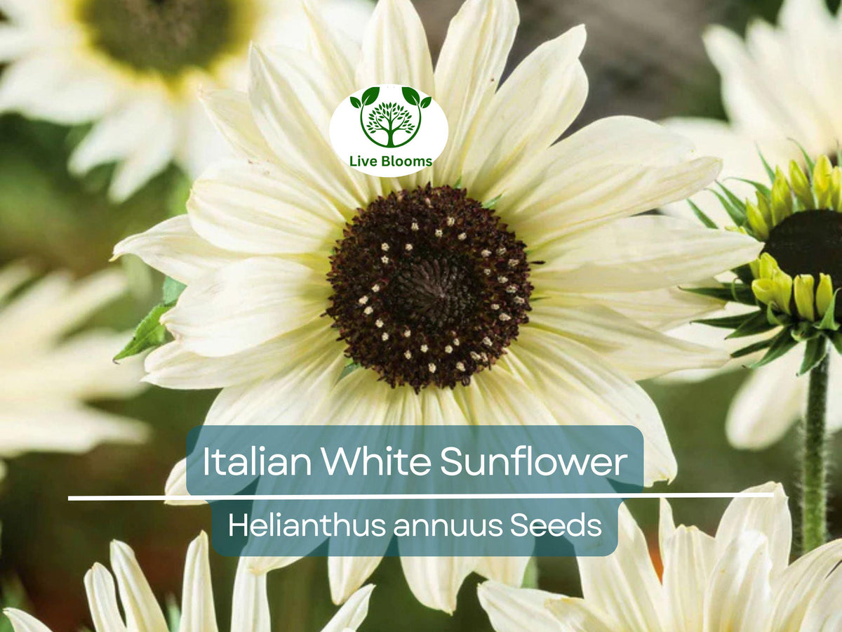 100 Seeds Italian White Sunflower, Non-GMO Helianthus annuus, Pollinator Friendly, Easy to Grow Garden Flowers