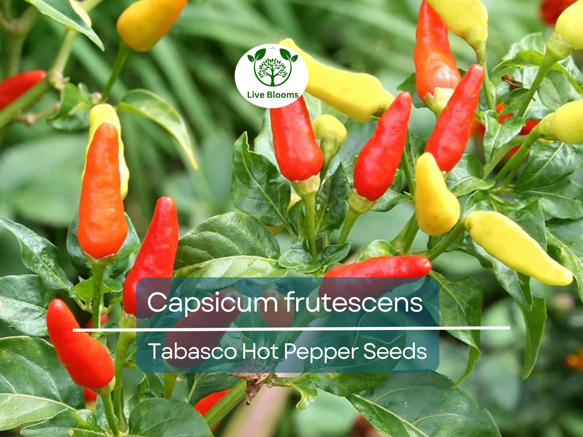 250 mg Tabasco Hot Pepper Seeds - Capsicum frutescens Heirloom for Spicy Cooking & Hot Sauce, High Germination & Yield