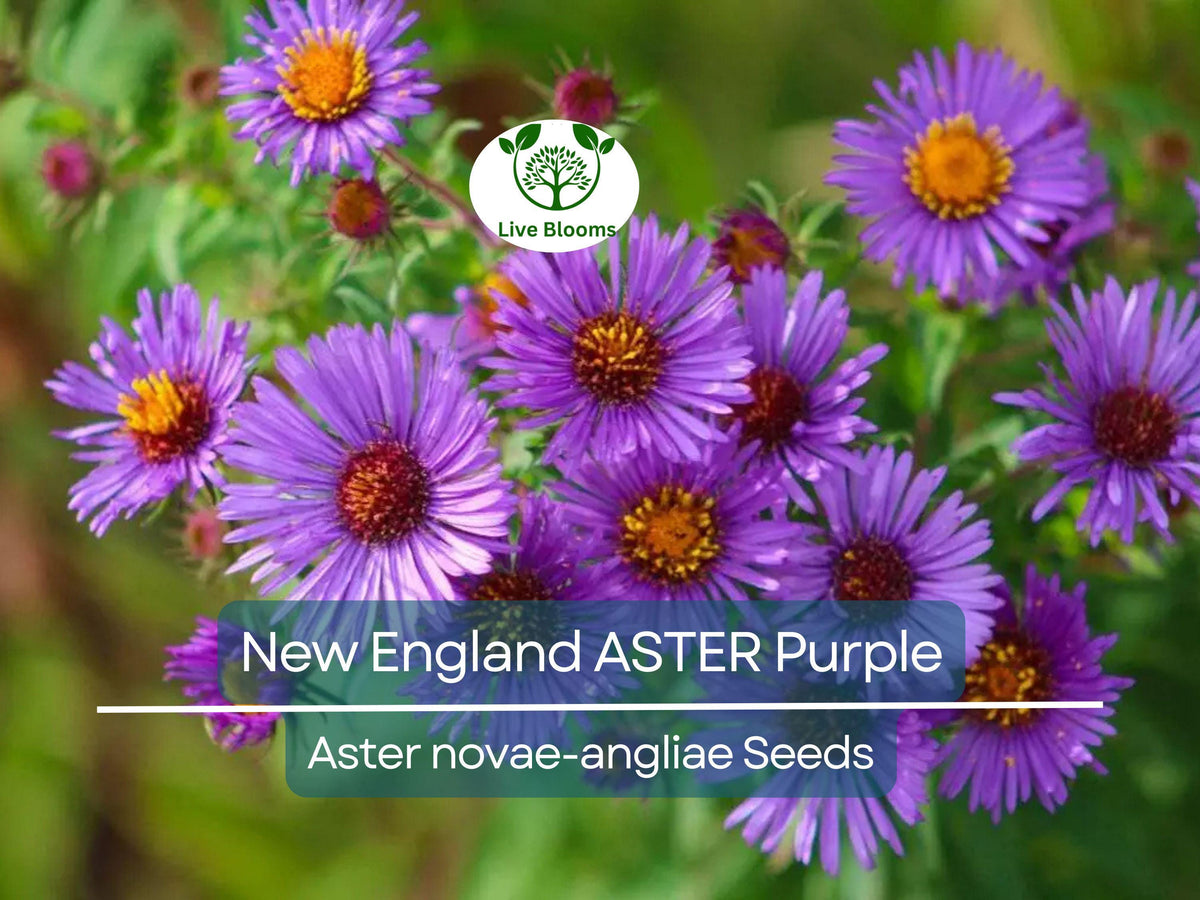 500 Seeds New England Aster Purple, Heirloom Perennial Flower, Non-GMO, Attracts Pollinators, Fall Planting, Beautiful Blooms