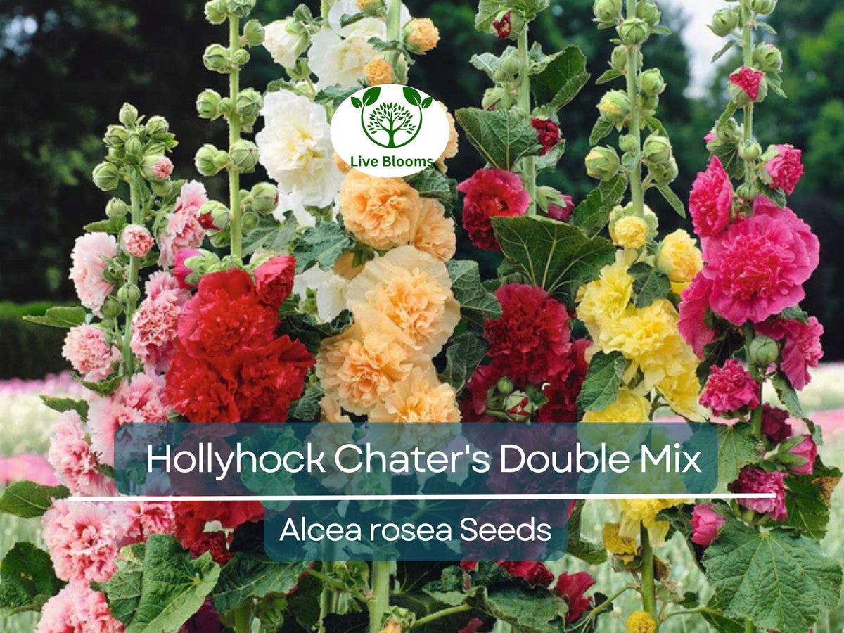 Hollyhock Seeds 100 Count - Chater's Double Mix - Peony Flowered Blooms - Alcea Rosea - Non-GMO, Hardy, Easy to Grow Garden Flowers