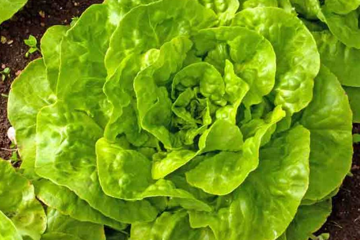 Romaine Lettuce Seeds - 1200+ Non-GMO Red Leaf Heirloom Seeds - Lactuca sativa for Home Gardening and Vegetable Gardens