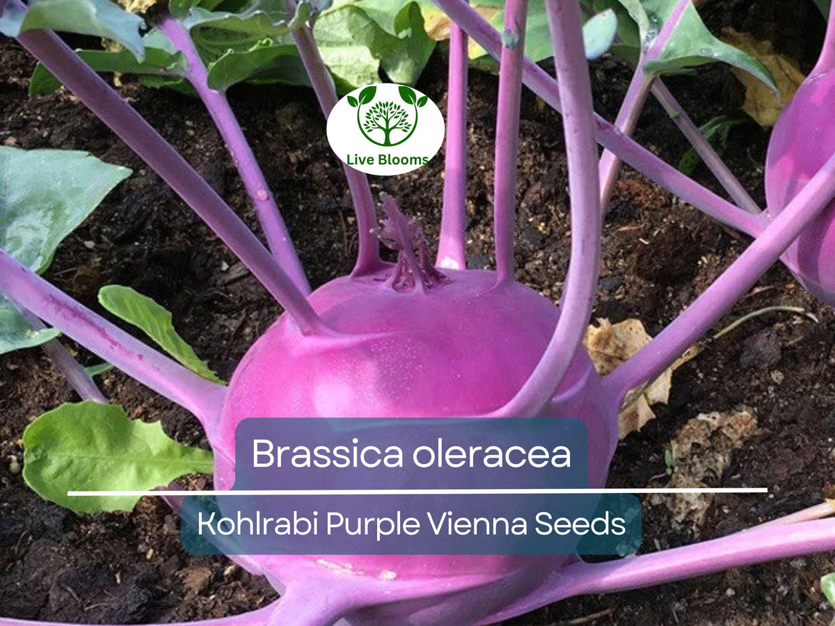 Kohlrabi Seeds - 150 Purple Vienna Heirloom Seeds (Brassica oleracea) - Easy to Grow, Nutritious Vegetable for Salads & Cooking