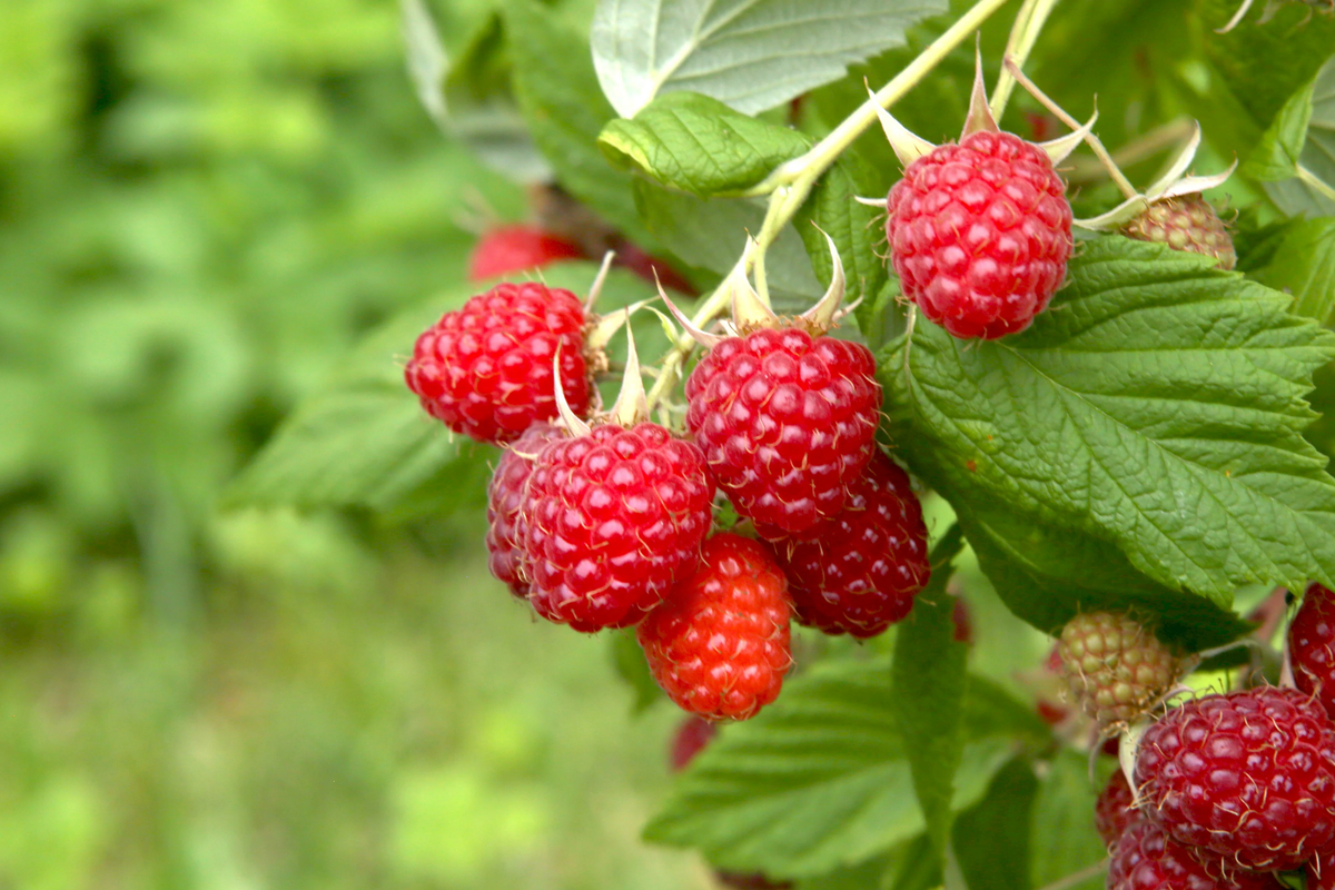 Caroline Raspberry Plants - 2-Year-Old Bare Root Canes, Everbearing, Large Sweet Berries, Rubus idaeus ‘Caroline’