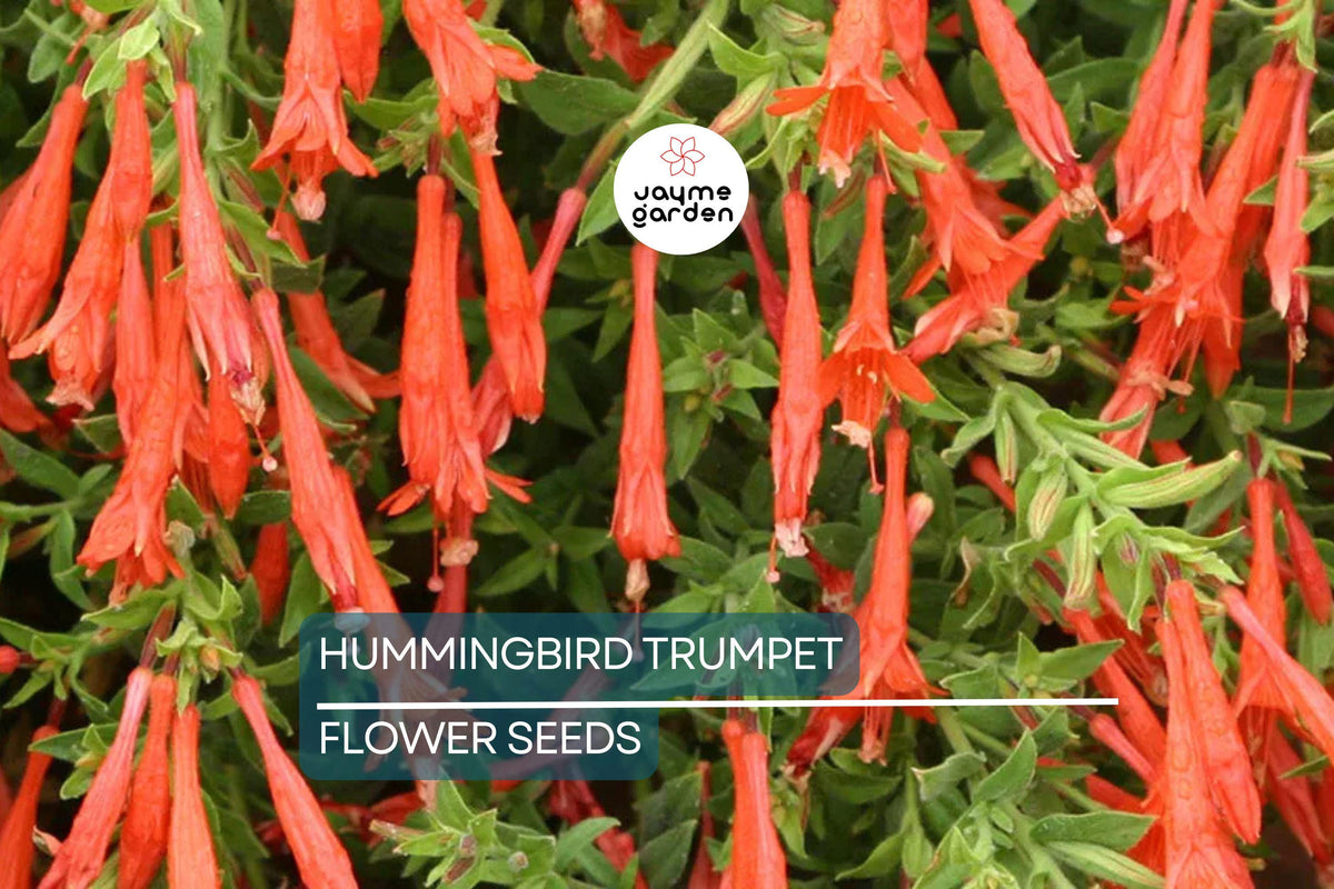 Christmas Cactus Starter Plant - Miss Shimano - Schlumbergera Truncata - Well-Rooted Indoor Cactus for Holiday Decor