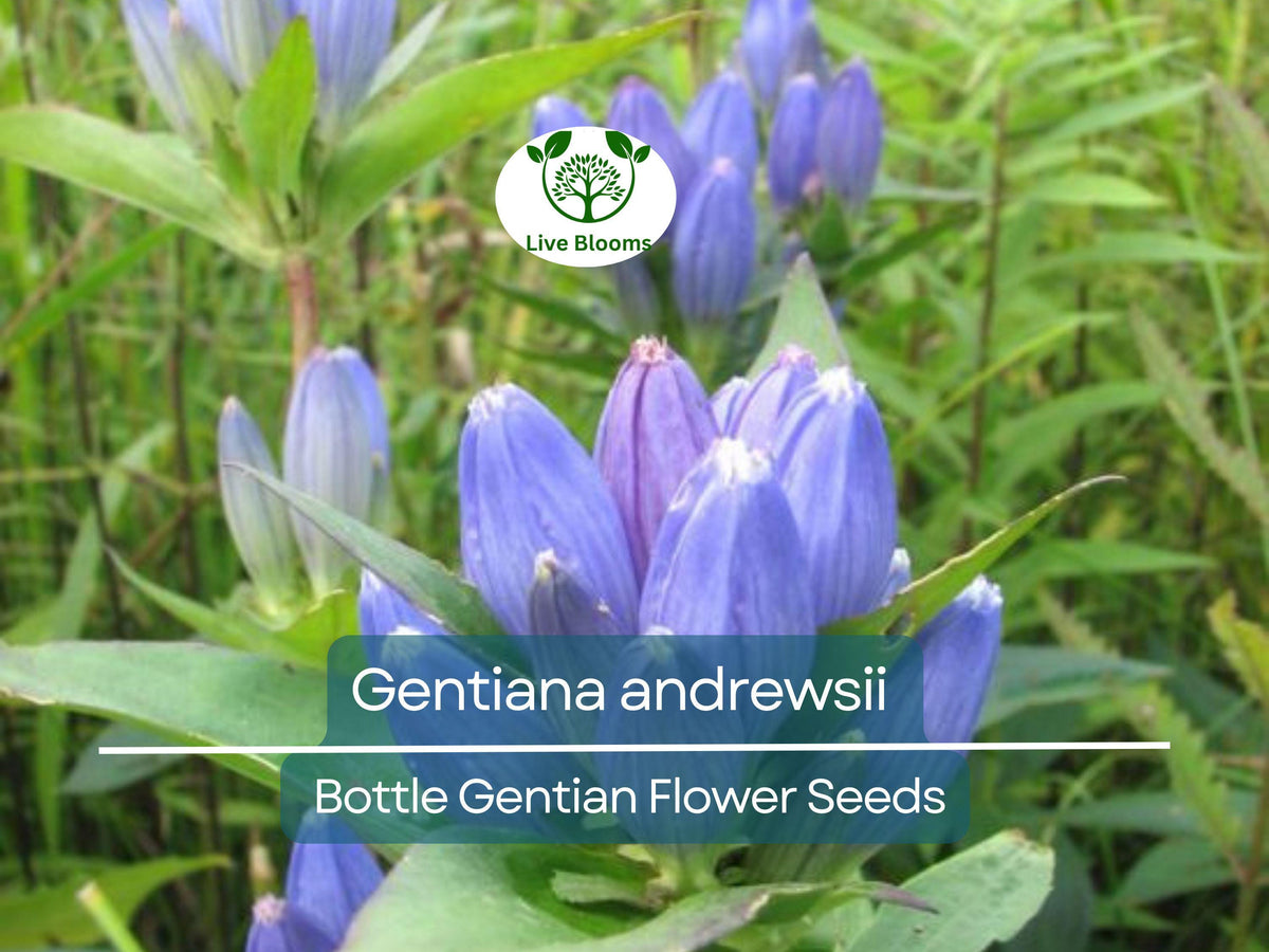 100 mg Seeds Gentiana andrewsii - Rare Bottle Gentian for Shade Gardens, Pollinator Habitats, Native Wildflower Seeds