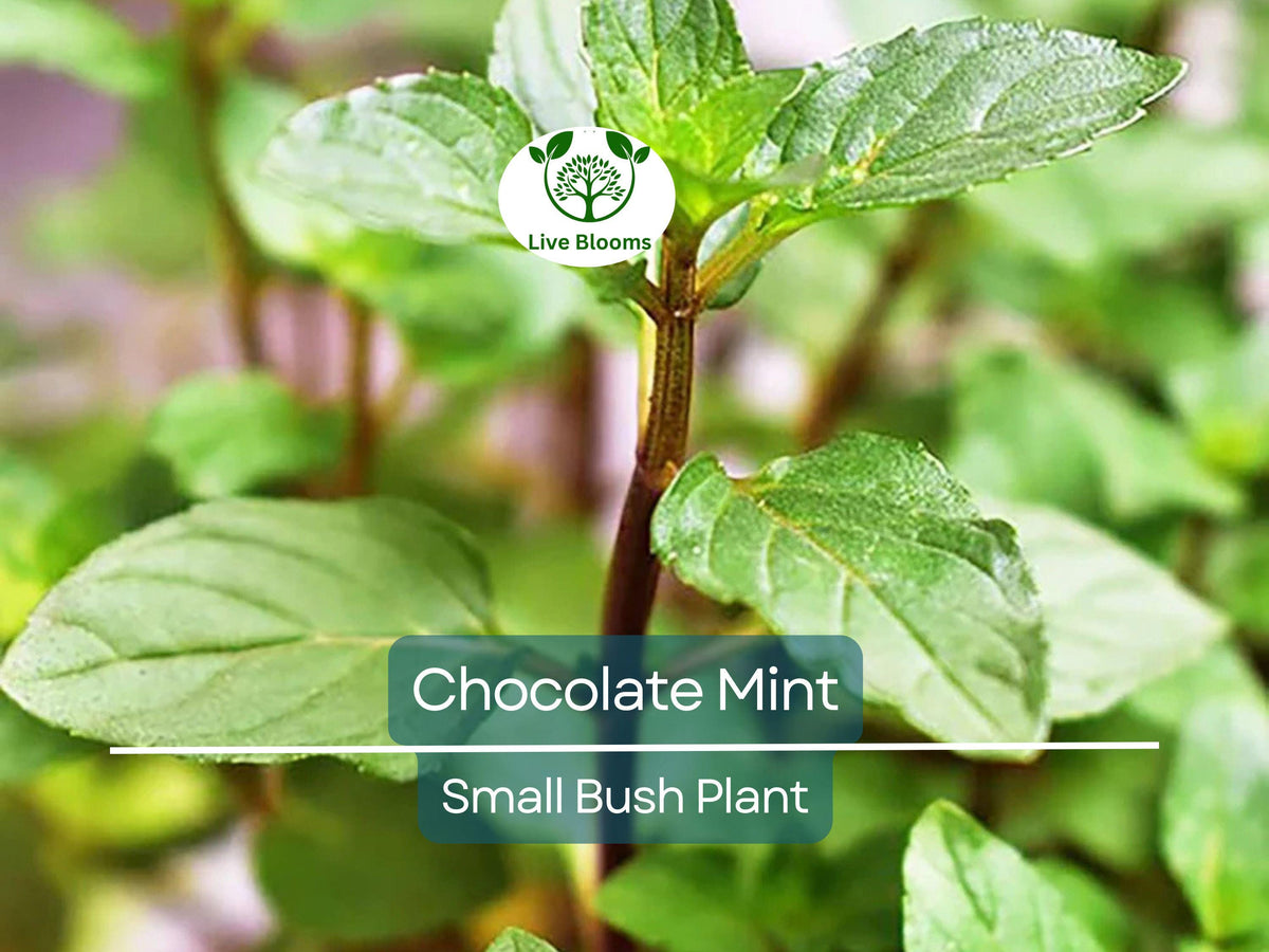 Chocolate Mint Plant - 8" Small Bush, Fresh Aromatic Herb, Mentha x piperita, Ideal for Tea & Cooking, Easy to Grow