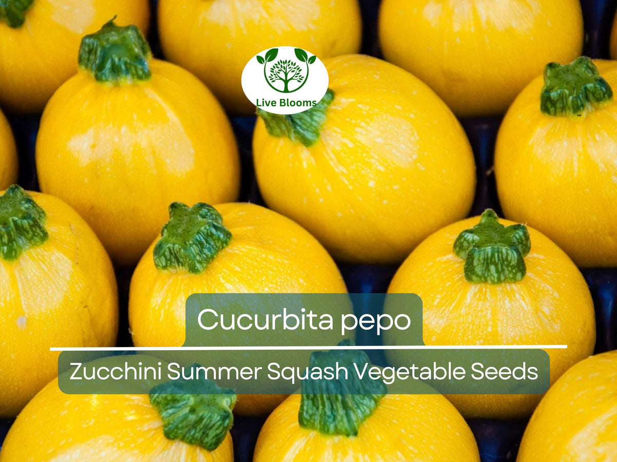 1 Gram Round Zucchini Seeds - Heirloom Summer Squash (Cucurbita pepo) for Gardening & Fresh Harvests