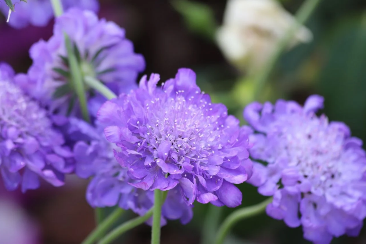 Butterfly Blue Scabiosa Seeds - 75 Premium Seeds - Blue Mum Flower - Scabiosa columbaria - Annual Plant for Gardens