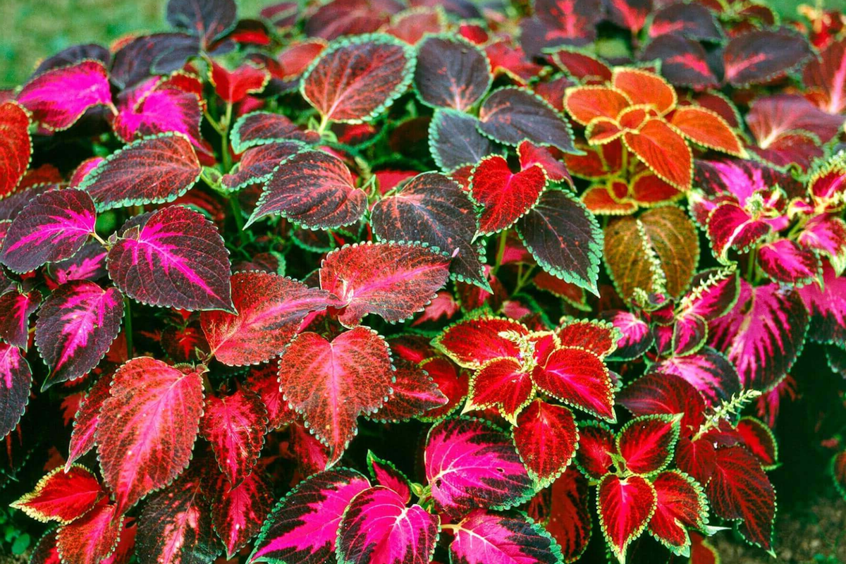 Coleus Flower Plant Seeds Rainbow Mix | Non-GMO Annual Perennial | Solenostemon scutellarioides | Colorful Foliage for Gardens