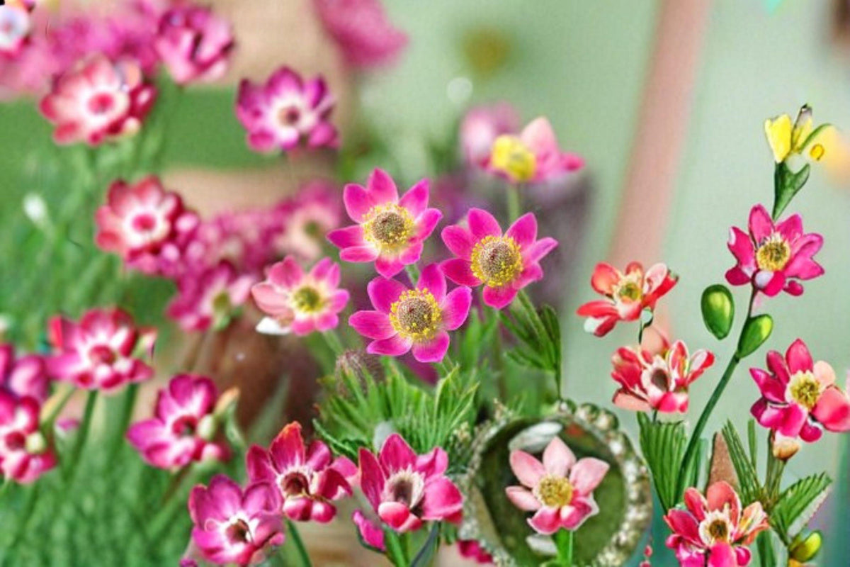 Christmas Cactus Starter Plant - Miss Shimano - Schlumbergera Truncata - Well-Rooted Indoor Cactus for Holiday Decor