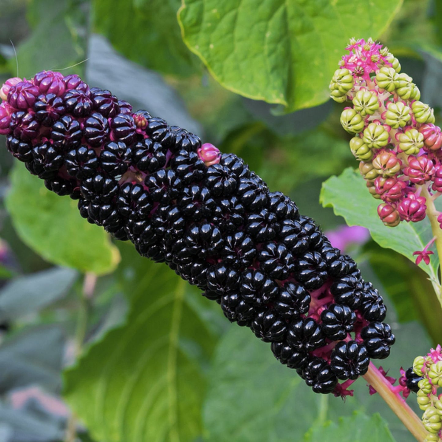 Comfrey Plant Cutting - Established Bocking 4 Root - Phytolacca decandra - Organic Herbal Perennial