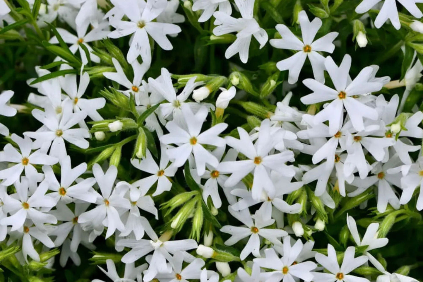Snowflake Creeping Phlox Seeds - 100+ White Ground Cover Seeds - USA Grown -  - Drought Tolerant - Butterfly Garden - Perennial