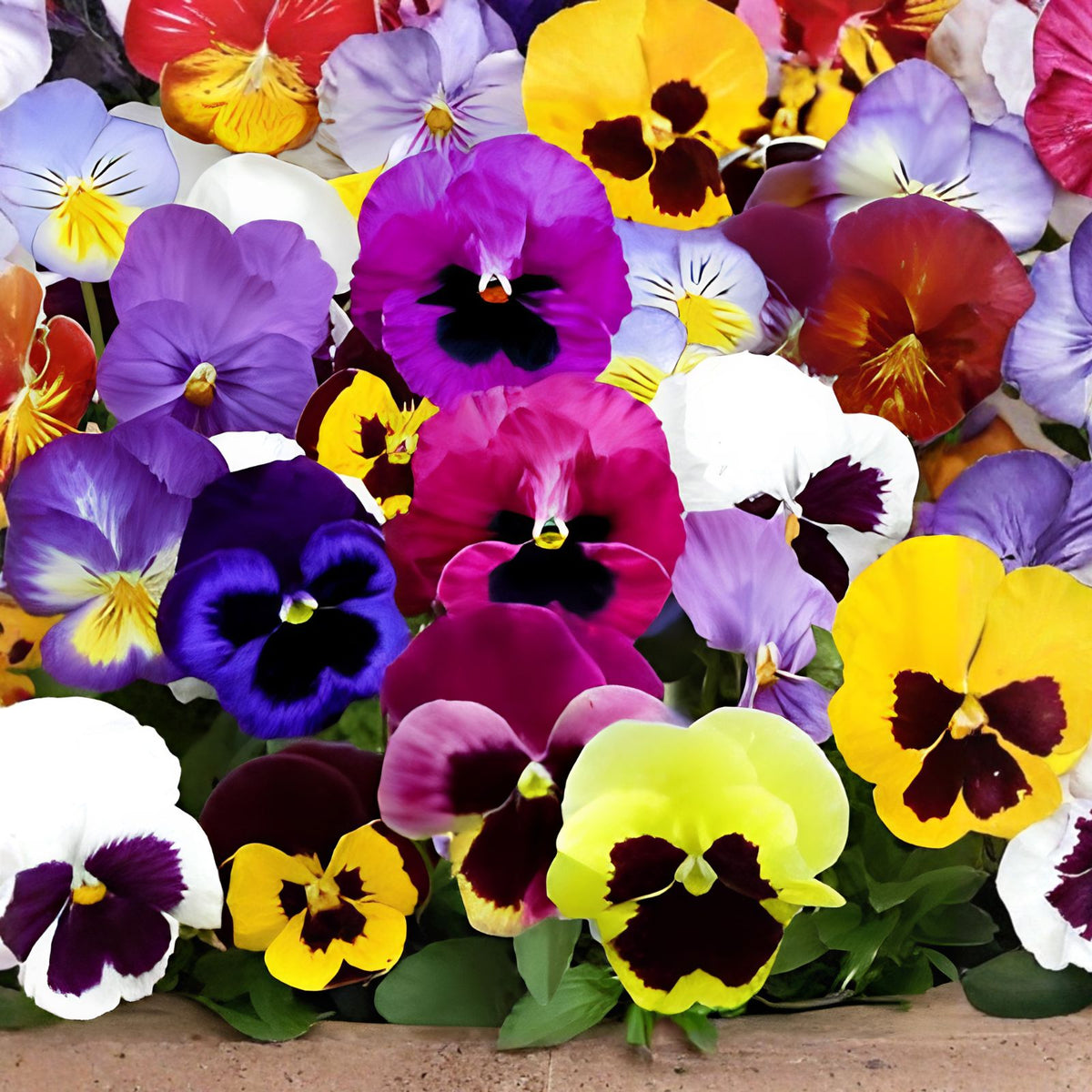 Swiss Giants Pansy Seeds - Pensee Mix - Viola Wittrockiana - Colorful Flower Seeds for Garden and Pots
