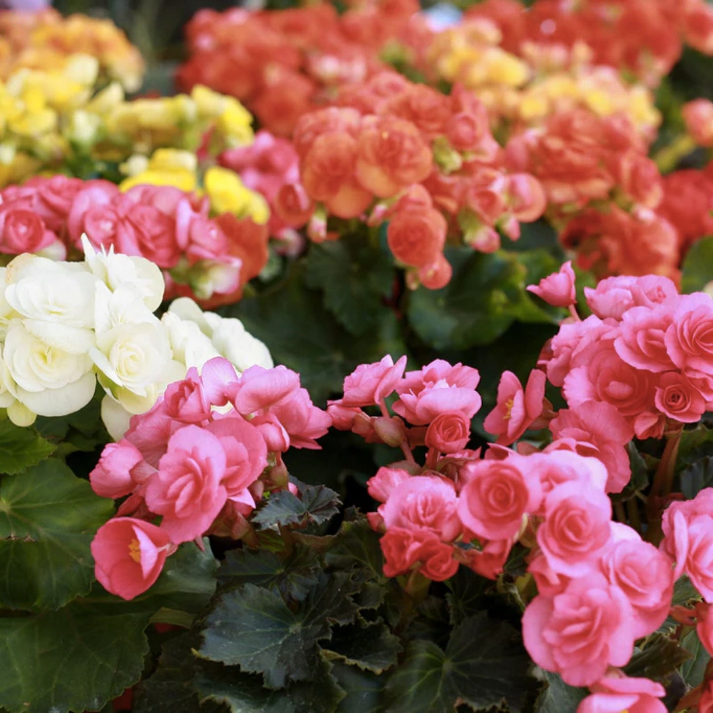 Rich Berry Begonia Seeds - Non-GMO Flower Seeds, 45 Seeds, Beautiful Blooms, Ideal for Gardens - Begonia spp.