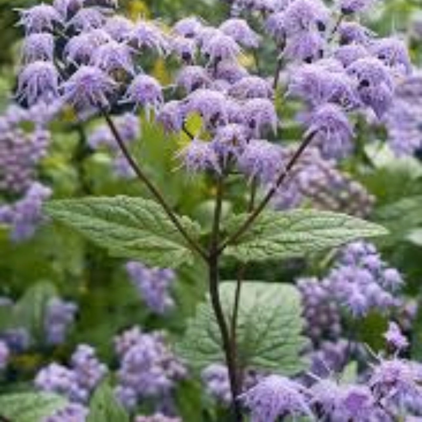Blue Mistflower Bare Root Plants - 6 Organic Native Conoclinium coelestinum - Perfect for Pollinators and Garden Design