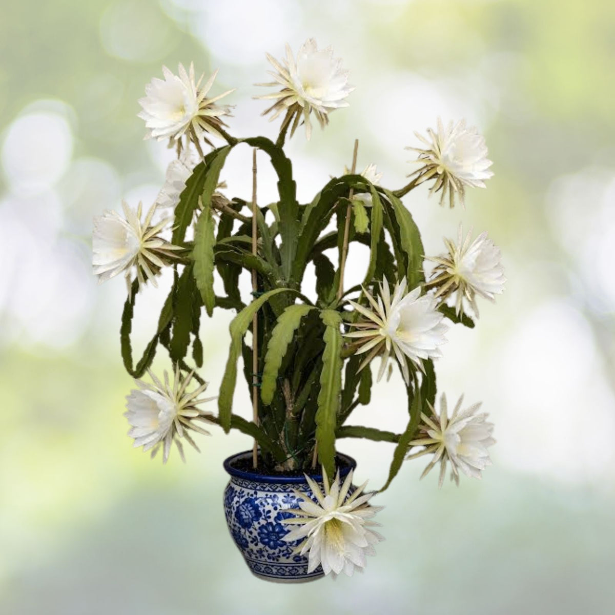 Queen of the Night Cactus Epiphyllum hookeri Live Plant Night Blooming Tropical Cactus Multiple Sizes