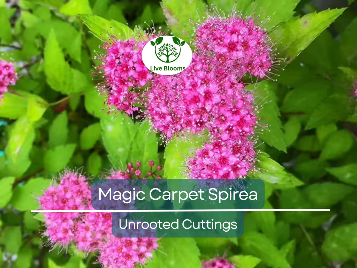 Magic Carpet Spirea Cuttings - 10 Unrooted 6-8" Colorful Shrub - Spiraea japonica - Easy to Grow, Hardy in Zones 4-8