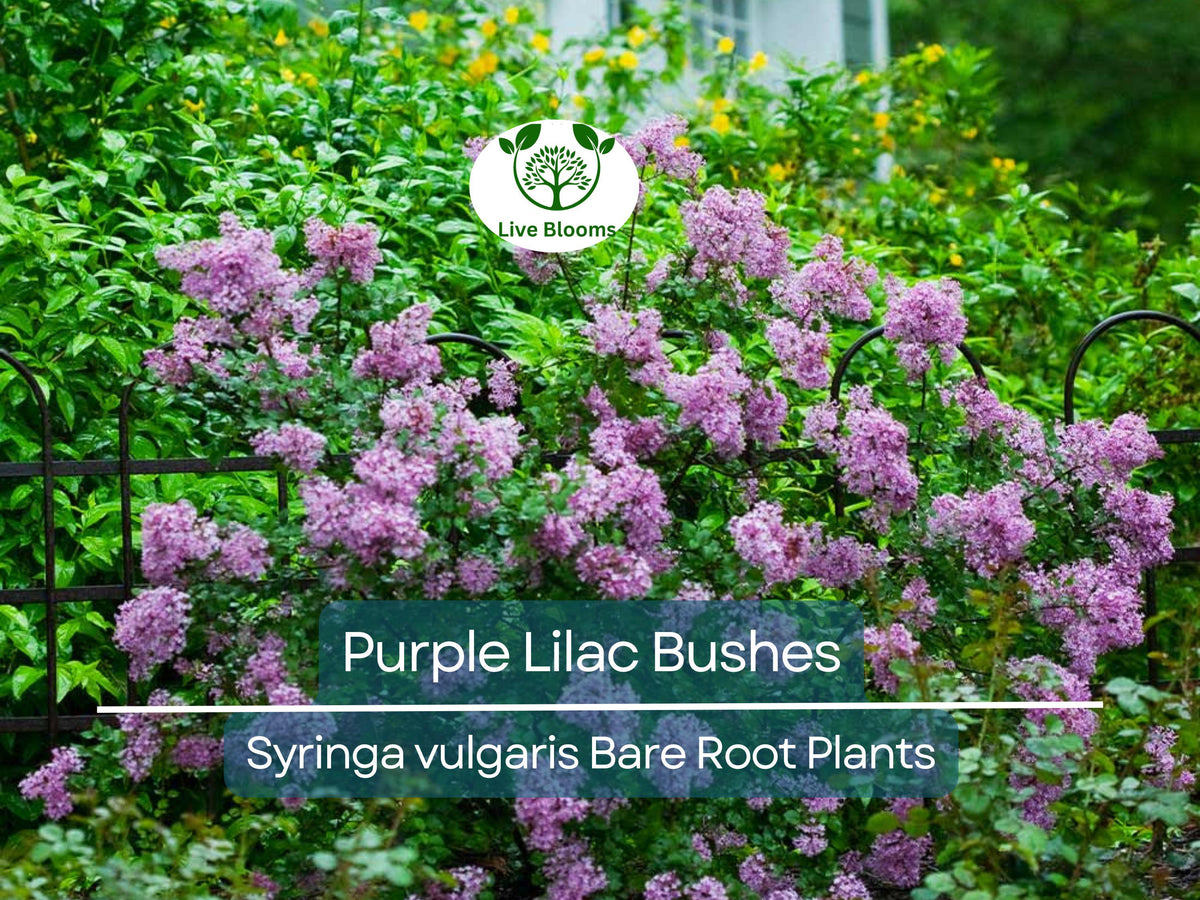 Carolina Silverbell Tree Seeds - 6 Large Seeds Halesia carolina - Native Flowering Tree for Planting and Gardening