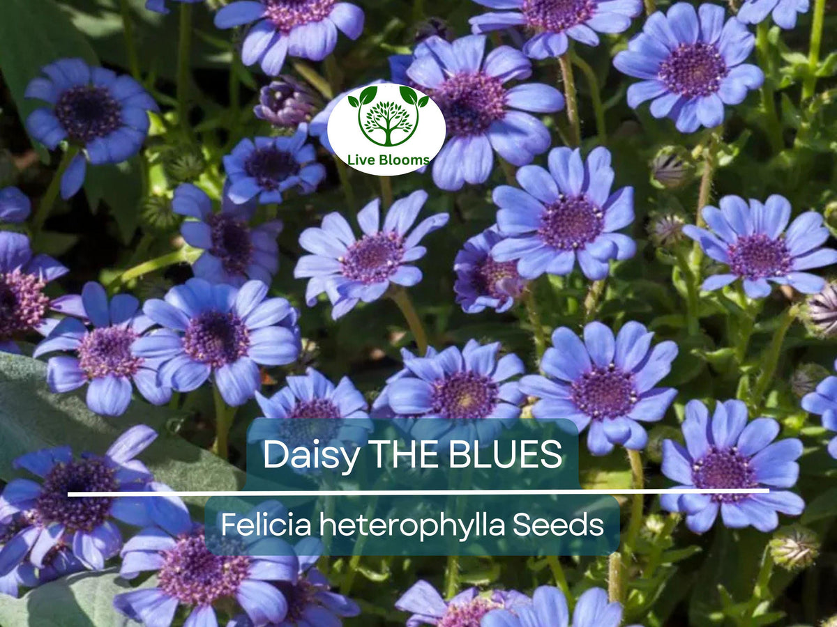 Blue Girl Rose Bush Cuttings - 3 Unrooted 6" Lavender-Blue Flower Plants (Rosa 'Blue Girl') - Award-Winning Shrub