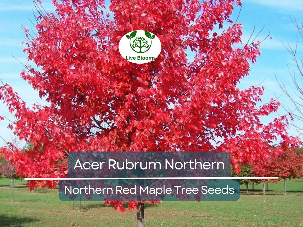 10 Seeds Acer Rubrum Northern Red Maple - Fast-Growing Shade Tree for Landscaping - Hardy & Drought-Tolerant Tree Seeds