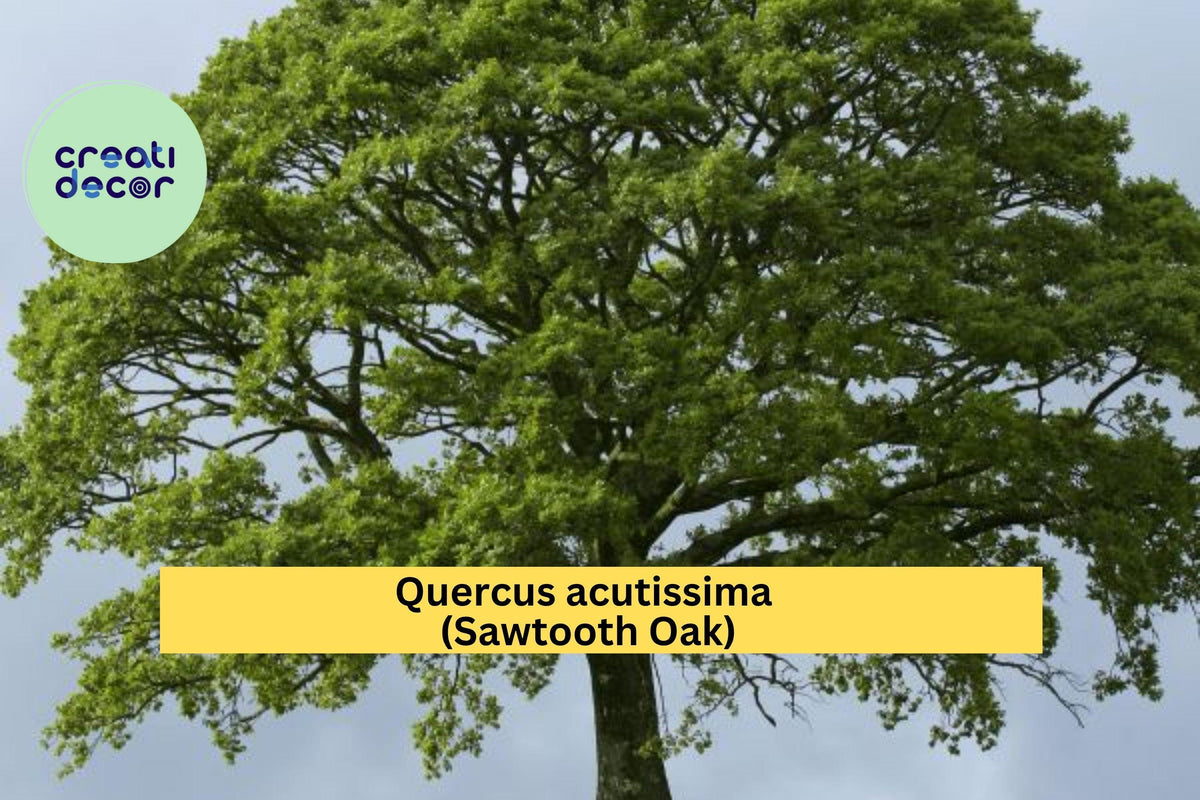 Christmas Cactus Starter Plant - Miss Shimano - Schlumbergera Truncata - Well-Rooted Indoor Cactus for Holiday Decor