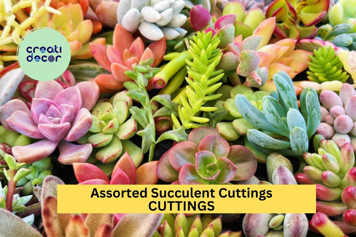 Christmas Cactus Starter Plant - Miss Shimano - Schlumbergera Truncata - Well-Rooted Indoor Cactus for Holiday Decor