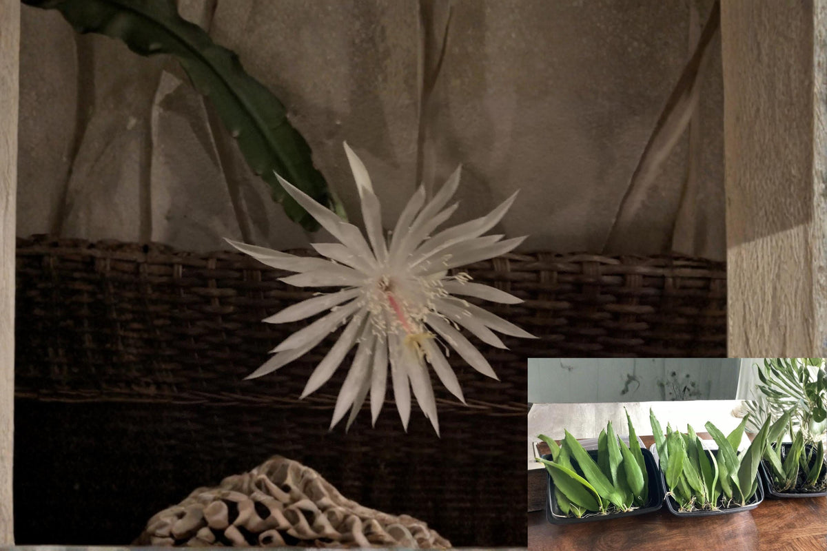 Christmas Cactus Starter Plant - Miss Shimano - Schlumbergera Truncata - Well-Rooted Indoor Cactus for Holiday Decor