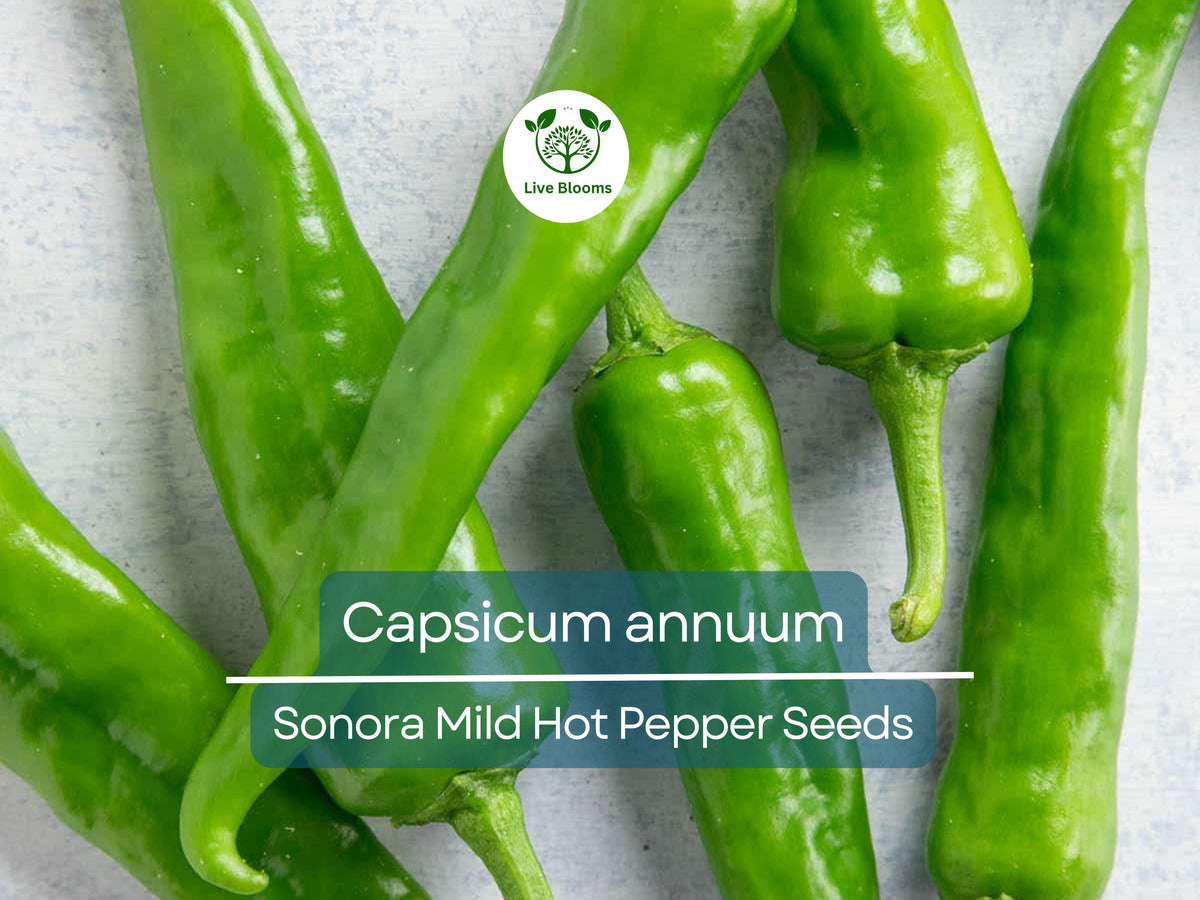 250 mg Sonora Mild Hot Pepper Seeds - Capsicum annuum | Heirloom Variety for Gardening & Cooking | Balanced Heat & Flavor