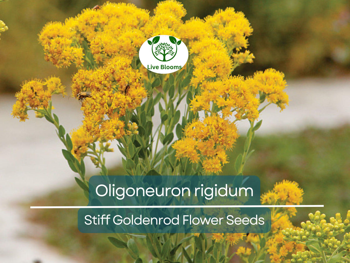 700 Stiff Goldenrod Seeds, Oligoneuron rigidum, Perennial Wildflower, Yellow Blooms, Pollinator-Friendly, Native Plant