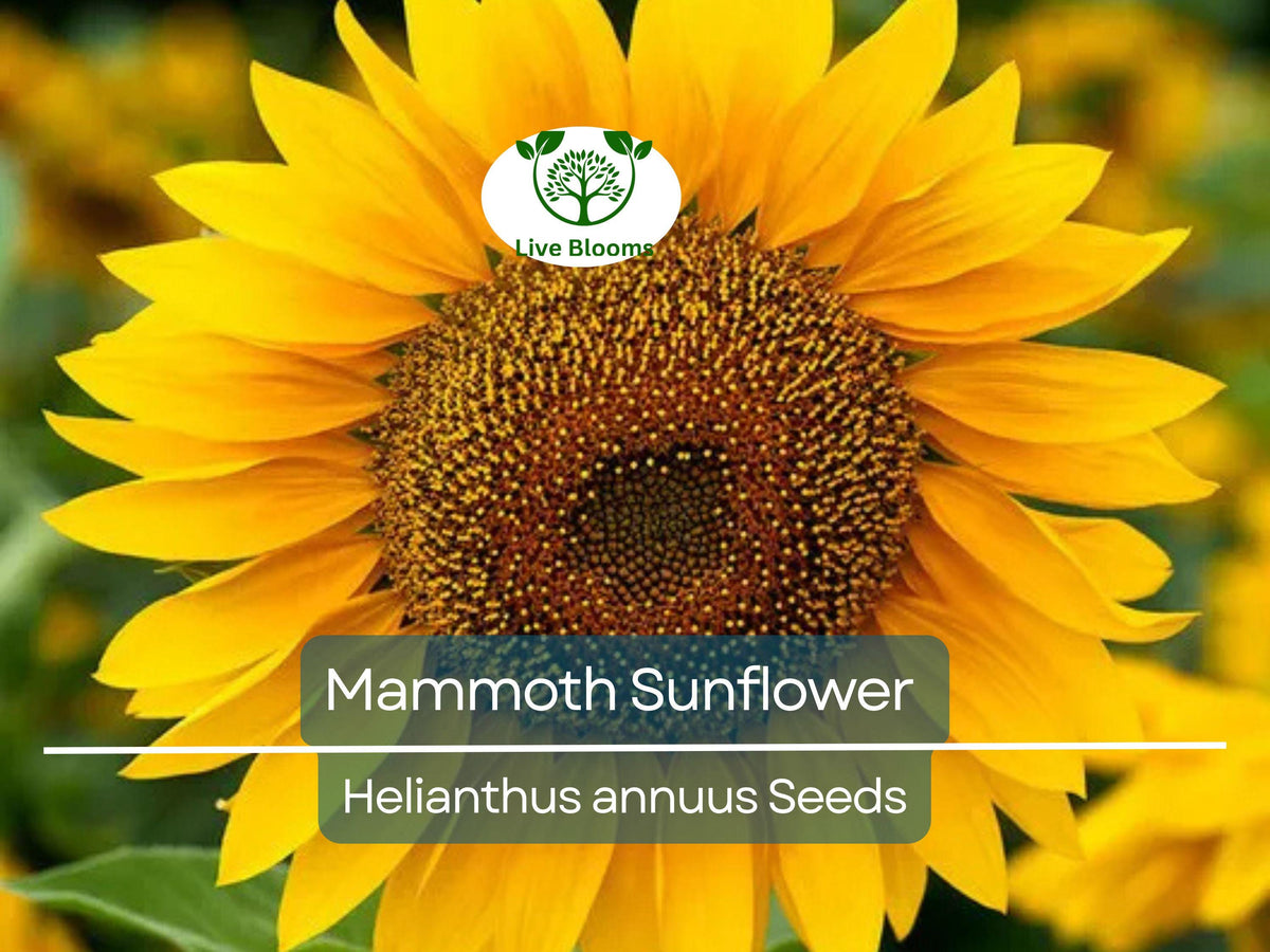 50 Mammoth Sunflower Seeds | Grey-Stripe Heirloom | Helianthus annuus | Non-GMO | Edible & Bee-Friendly Seeds