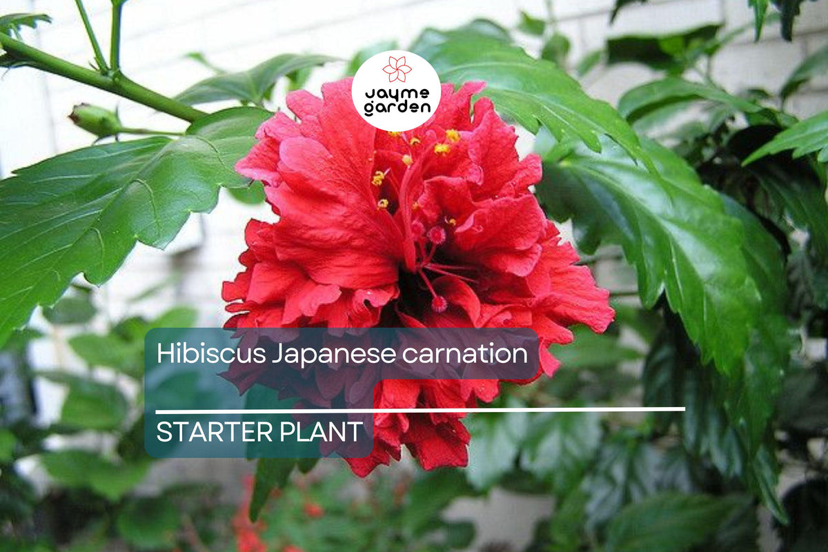 Christmas Cactus Starter Plant - Miss Shimano - Schlumbergera Truncata - Well-Rooted Indoor Cactus for Holiday Decor