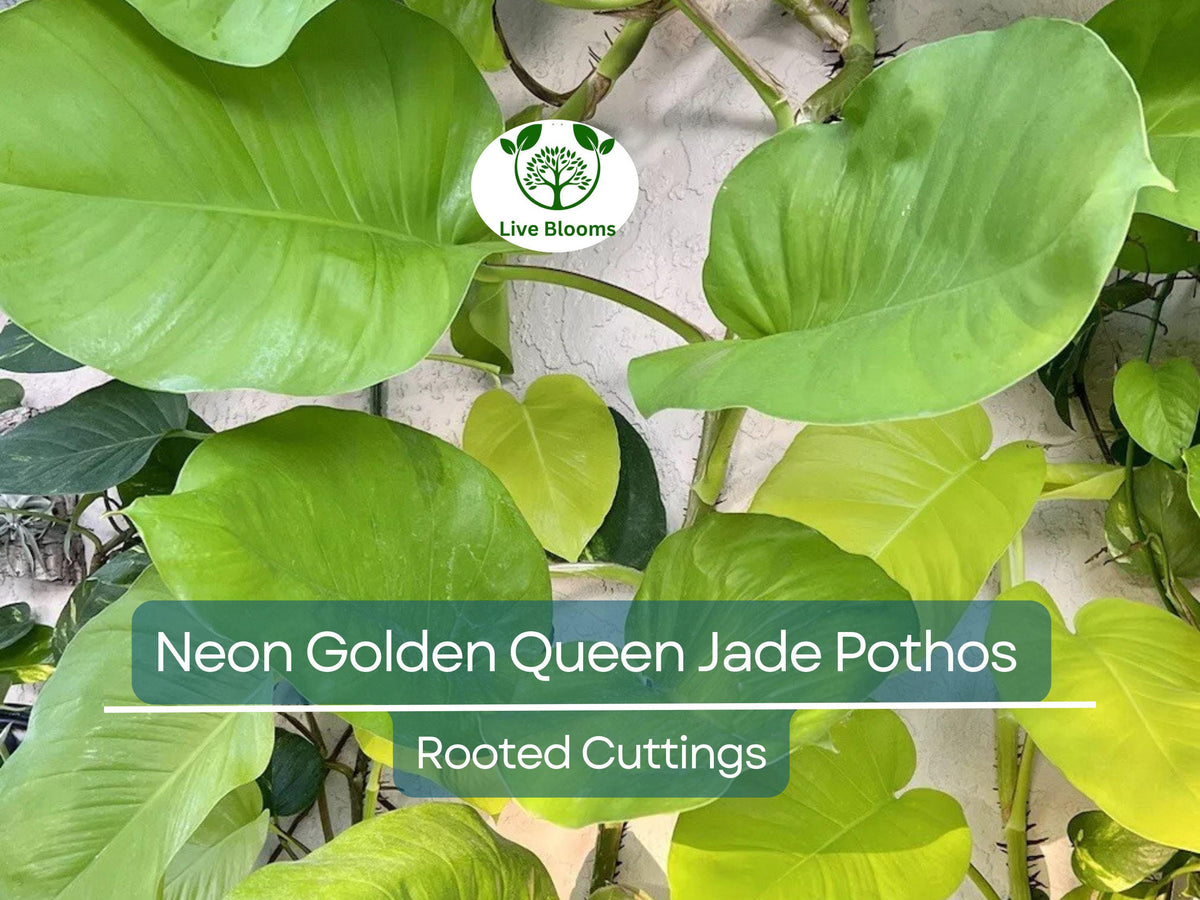 Black-Eyed Susan Plants - 2+1 Free - Golden Yellow Daisy - Rudbeckia hirta - Full Sun Blooms July-Oct - Perennial Garden Flowers