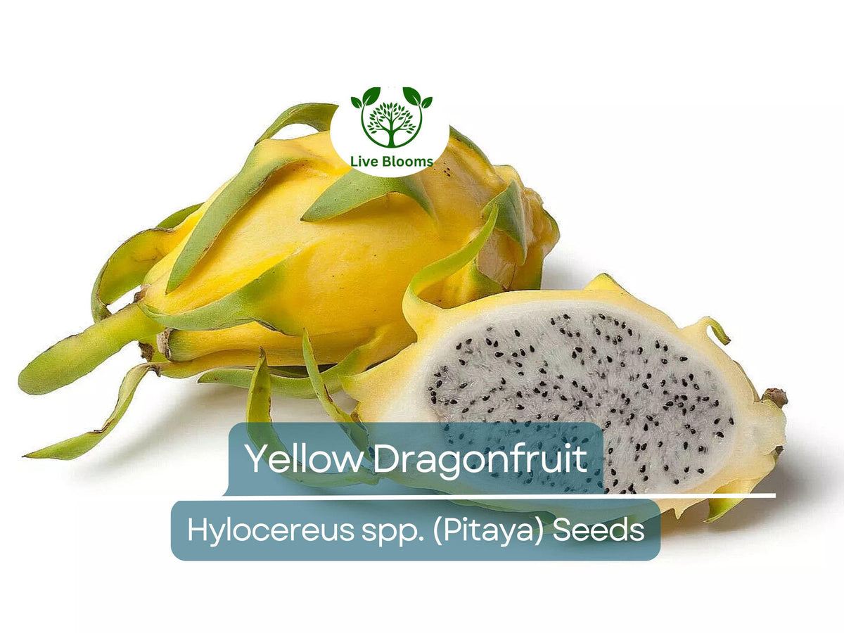 Yellow Dragonfruit Seeds | 10 Pack | Hylocereus Cactus | Sweet & Exotic Pitaya Fruit | Easy to Grow for Tropical Gardens