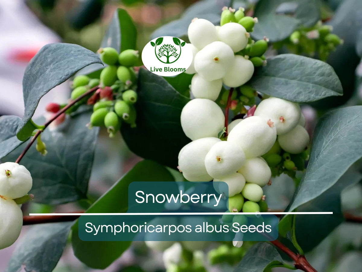 40 Snowberry Seeds | Symphoricarpos albus | Hardy Honeysuckle Shrub with White Berries | Low Maintenance, Wildlife Friendly