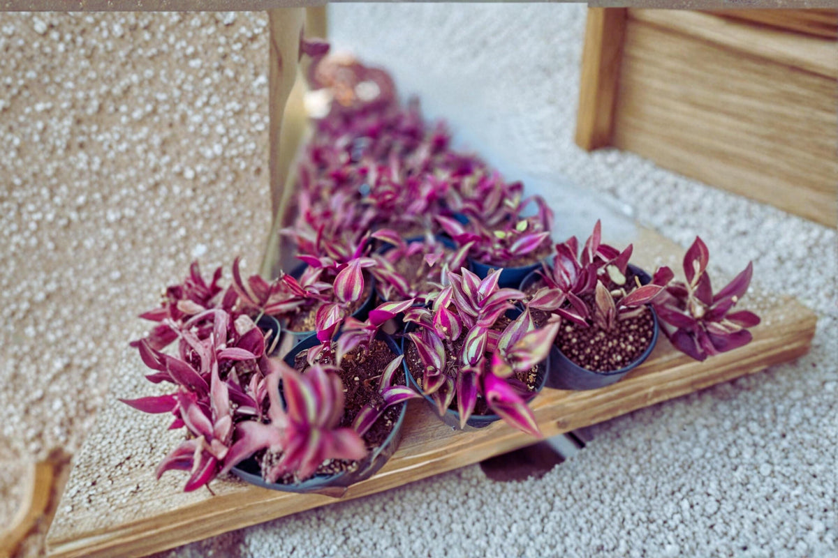 Christmas Cactus Starter Plant - Miss Shimano - Schlumbergera Truncata - Well-Rooted Indoor Cactus for Holiday Decor