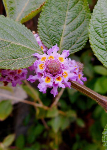 Oaxaca Lemon Verbena (Lippia Alba)