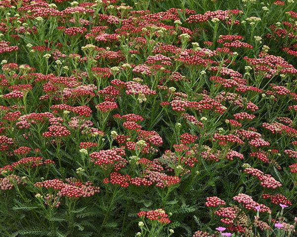 Live Yarrow Plant in 1 Pint Pot - New Vintage Red - Achillea millefolium - Compact, Drought-Tolerant, Pollinator Friendly