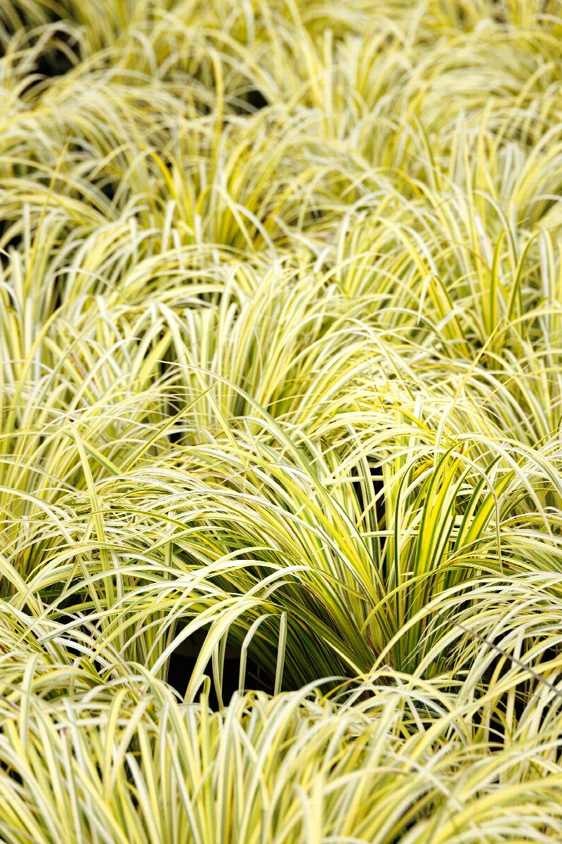 Live Golden Sweet Flag Plant - Bareroot Aquatic Perennial with Variegated Leaves - Acorus gramineus ‘Ogon’ for Water Gardens