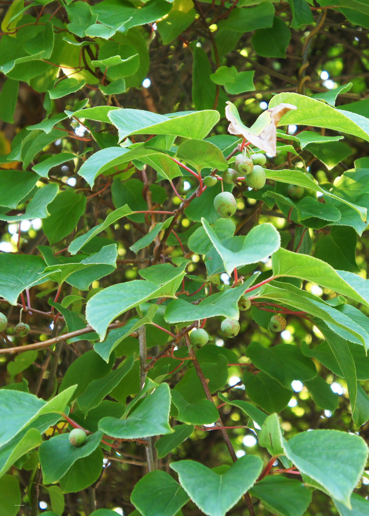 Kiwi 'Prolific' (Actinidia arguta)